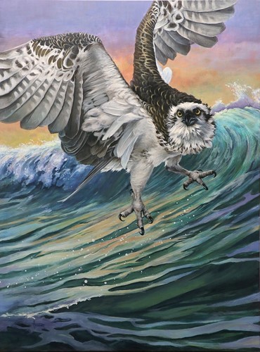 A force of Nature - Eastern Osprey