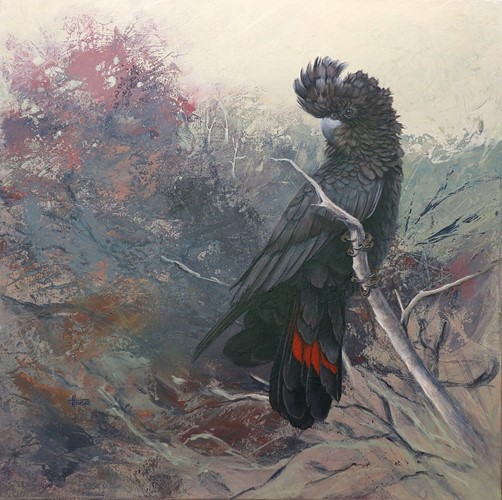 Messenger of Change - Red Tailed Black Cockatoo