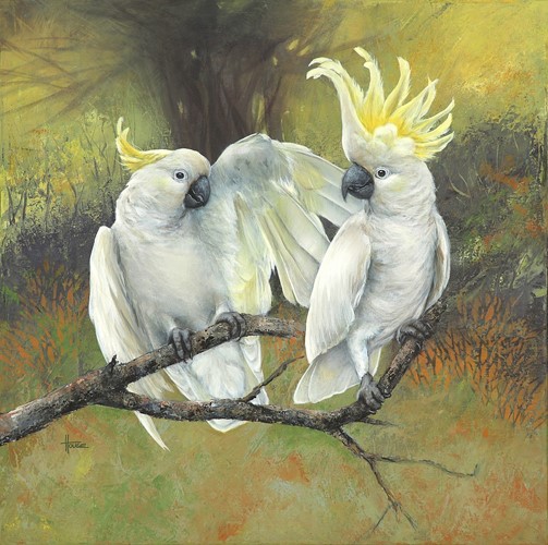 Resplendent - Sulphur Crested Cockatoos